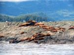 Prince William Sound 26 Glacier Cruise